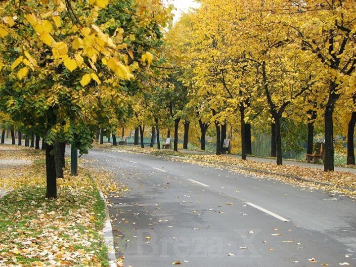 Vilsonovo šetalište, aleja lipa